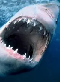 《海洋捕食者》纪录片深度解析：揭秘深海生存法则，感受震撼的自然力量